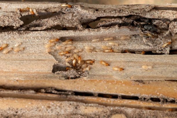Best Wasp Removal Services  in Hines, OR